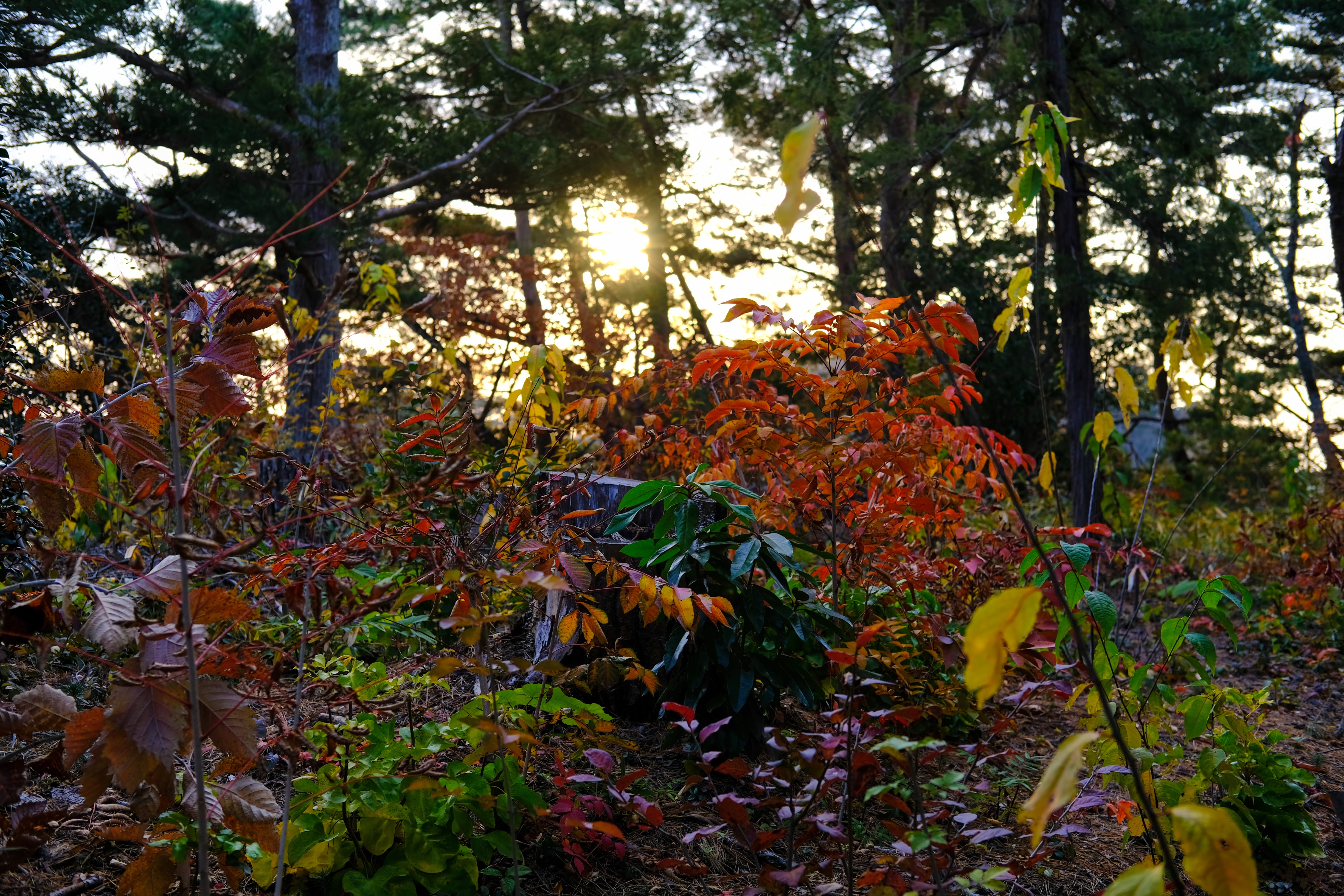 matsushima 福浦島 710